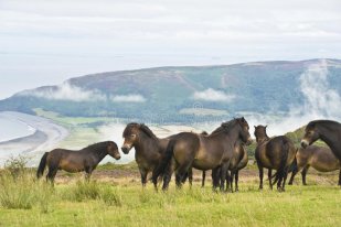 Wild Ponies from the top or Porlock Hill